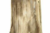 Polished, Petrified Wood (Metasequoia) Stand Up - Oregon #263768-2